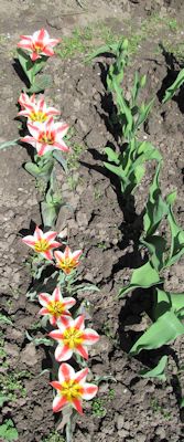 tulpes