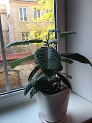 lokva